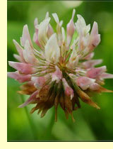 Клевер розовый, или шведский (Trifolium hybridum L.) Клевер розовый, или шведский (Trifolium hybridum L.)